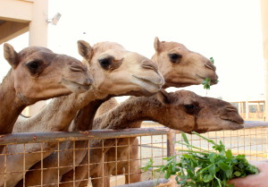 camel food